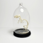 Natuur Historische Decoratie. Skelet muis